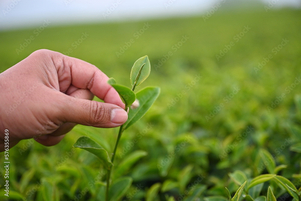A farmer plucks the young leaves with his left hand at an organic farm in the mountains of northern Thailand. Camellia sinensis is a plant whose leaves and young shoots are used to make Chinese tea.
A farmer plucks the young leaves with his left hand at an organic farm in the mountains of northern Thailand. Camellia sinensis is a plant whose leaves and young shoots are used to make Chinese tea.