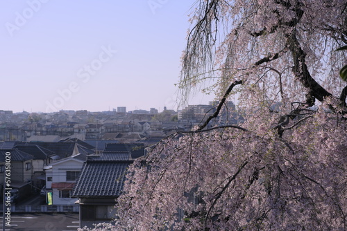 枝垂桜と遠景