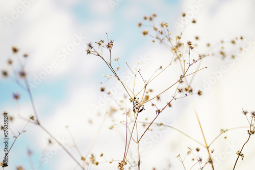 空と植物 © suga