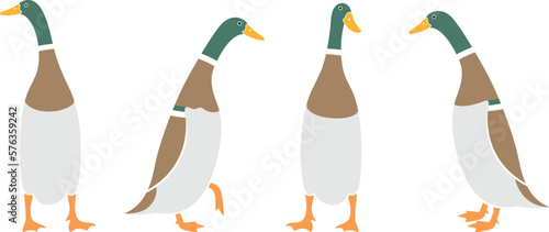 Indian runner ducks logo. Isolated indian runner ducks on white background. Bird