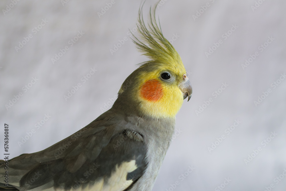 Pet.Cockatiel parrot.Funny parrots.Cockatiel pet.Bird with a crest.Cute animal.Funny bird.Cockatiel.
Caring for pet.Bird.Animal.Feathered friend.Ornithology.Funny parrot.close up portrait.Wallpaper. Pet.Cockatiel parrot.Funny parrots.Cockatiel pet.Bird with a crest.Cute animal.Funny bird.Cockatiel.
Caring for pet.Bird.Animal.Feathered friend.Ornithology.Funny parrot.close up portrait.Wallpaper.
