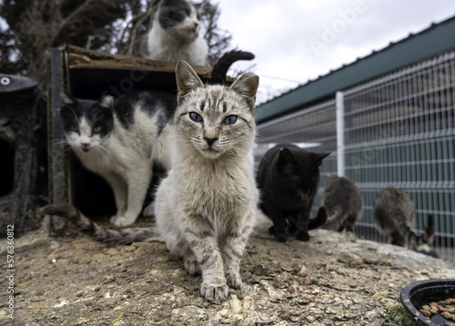 Photography Street abandoned cat