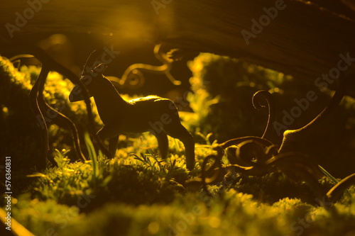 Fototapeta Naklejka Na Ścianę i Meble -  A beautiful plasticine kasula sneaks in the dawn magical forest along the grass lit by the first rays of the sun through twisted branches and roots chic wallpaper and forest natural background 