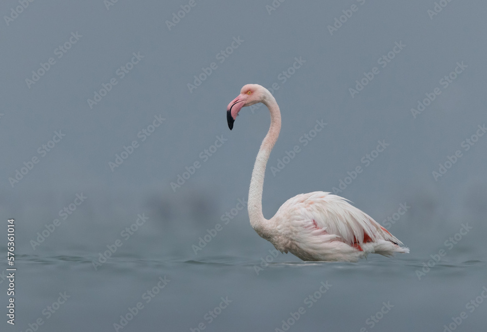 Fototapeta premium Portrait of a Greater Flamingo in cloudy weather in the morning at Asker coast of Bahrain