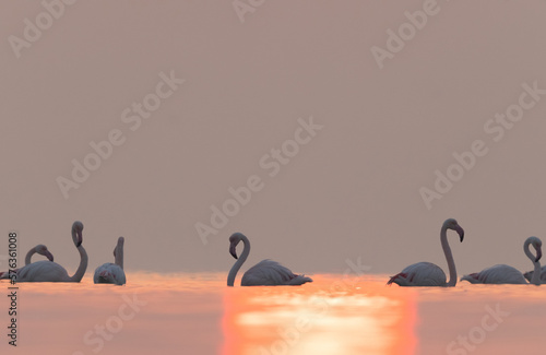 Greater Flamingos in the morning hours with dramatic bokeh of sun light on water, Asker coast, Bahrain