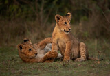 Lion cubs alert and playing in the monring hours at Masai Mara, Kenya