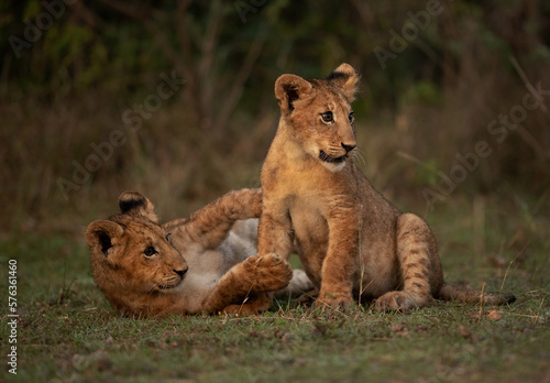 Lion cubs alert and playing in the monring hours at Masai Mara, Kenya