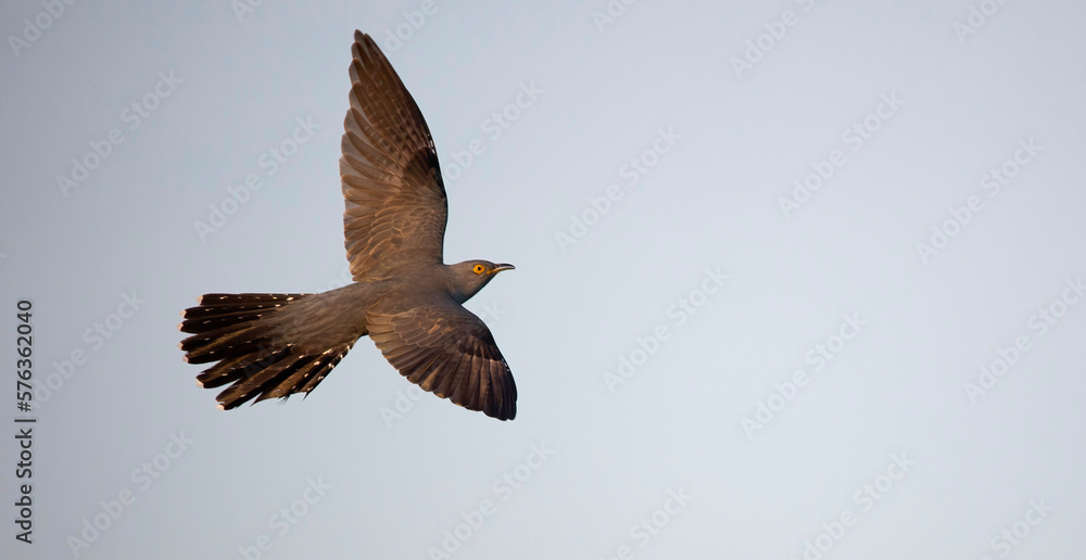Fototapeta premium Cuckooflies from tree to tree and lands on a branch and flying in the sky.