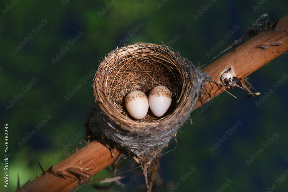 The eggs of Malaysian pied fantail in nest . bird 'nest . Malaysian