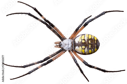 Tela Isolated Yellow and Black Garden Spider on White Background