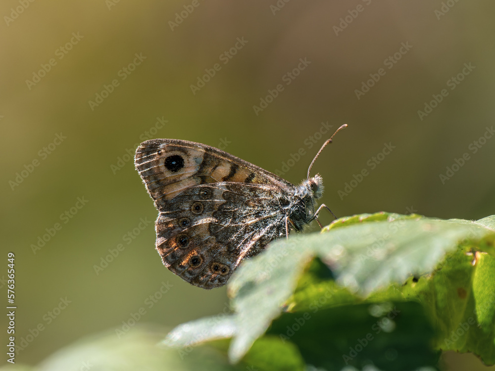 Fototapeta premium Wall Brown Butterfly Resting on a Leaf