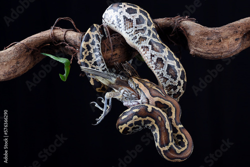 Fotografie Burmese python coiled around a tree