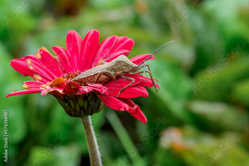 close portrait of leaf footed bug eating flowers photo