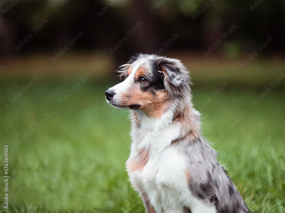 A beautiful dog with multi-colored eyes sits on the grass A beautiful dog with multi-colored eyes sits on the grass