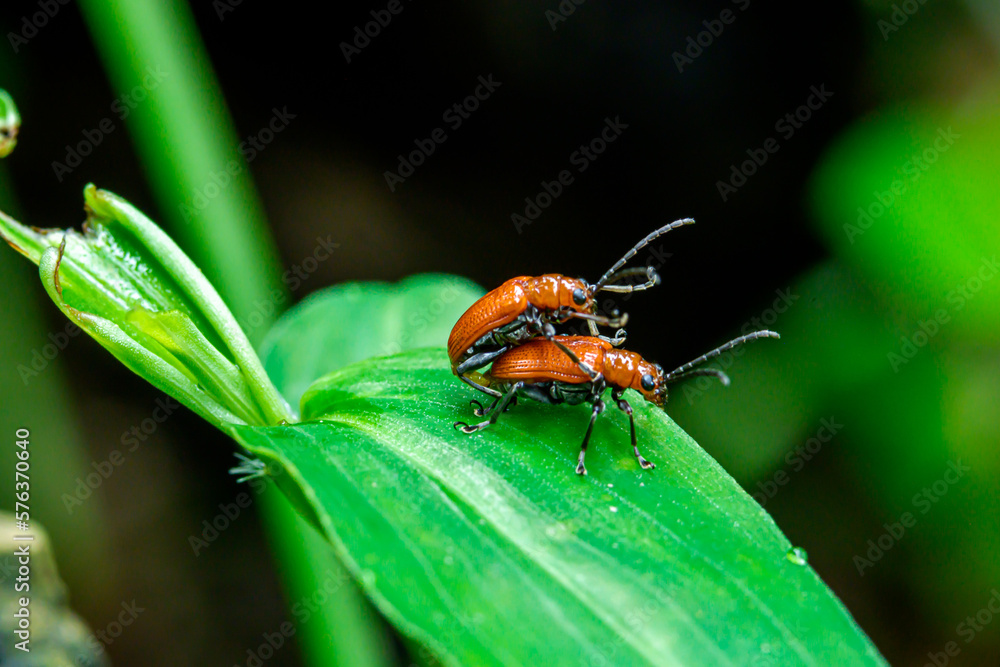 close portrait of scarlet lily beetles matting on green leaves close portrait of scarlet lily beetles matting on green leaves