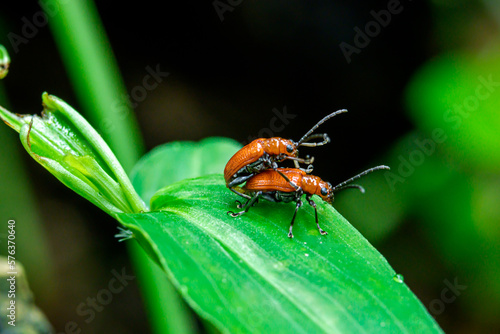 close portrait of scarlet lily beetles matting on green leaves