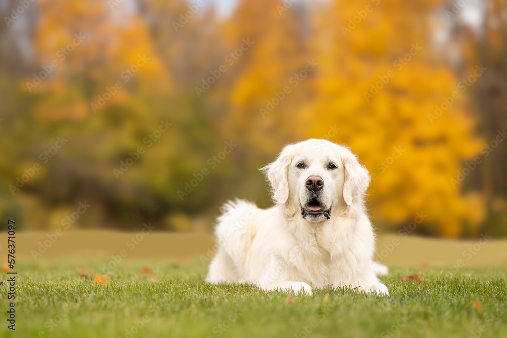 A golden retriver lying on the grass in autumn A golden retriver lying on the grass in autumn