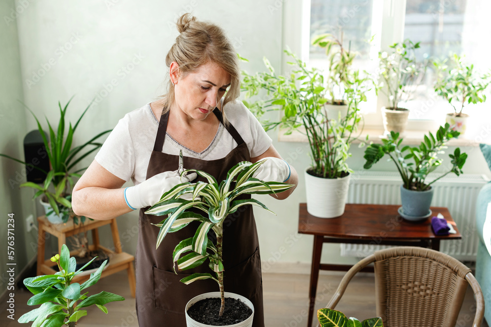 Female gardener cares for houseplants, she cuts off of shears a dry leaf.. Spring cares for plants and grow indoor plants. Home gardening concept. Female gardener cares for houseplants, she cuts off of shears a dry leaf.. Spring cares for plants and grow indoor plants. Home gardening concept.