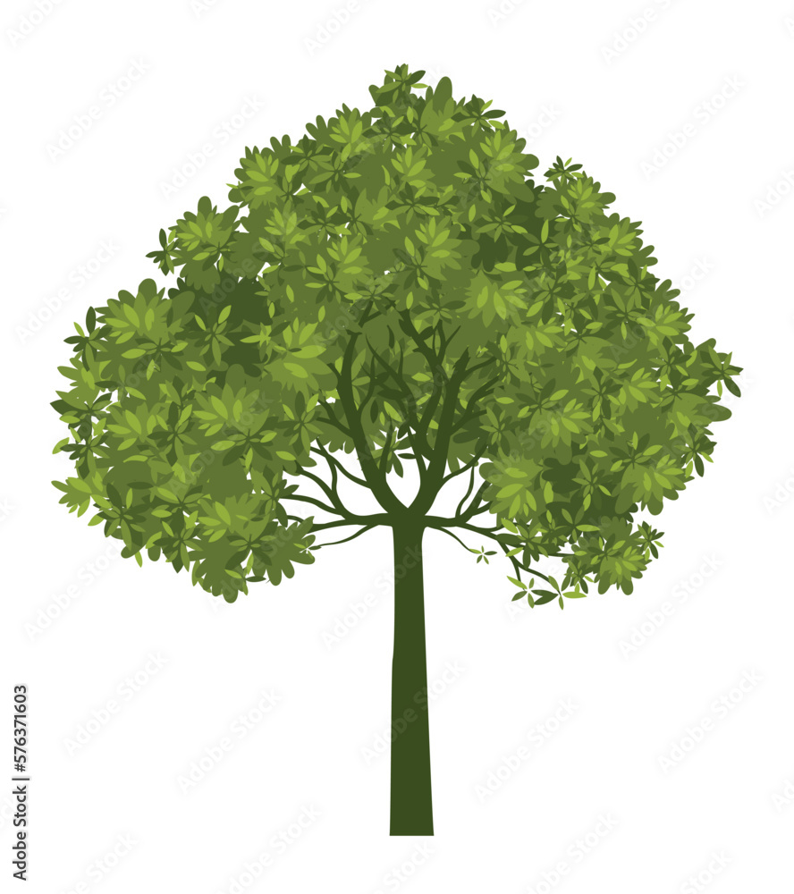 Fototapeta premium Green Tree Isolated. Plant and Vector Illustration.