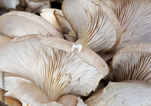 close-up organic raw oyster mushroom 