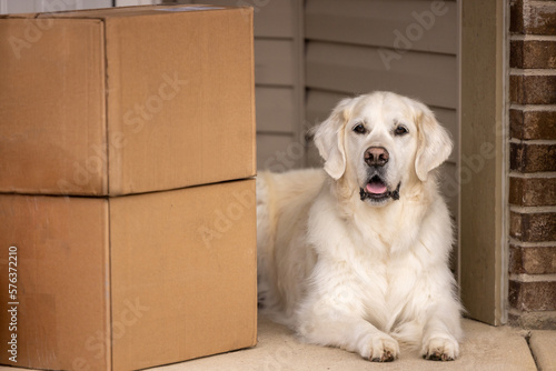 A golden retriever lying by cardboard boxes