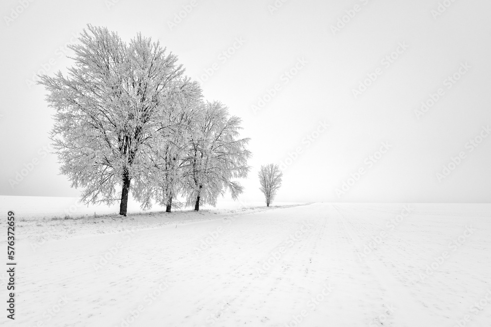 Fototapeta premium verschneite Bäume Winterlandschaft schwarz weiss