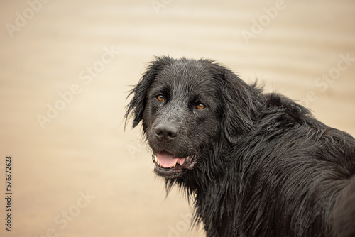A happy wet dog looking at the camera
