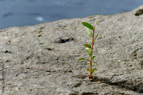 A young tree sprout breaks through a stone in the mountains.