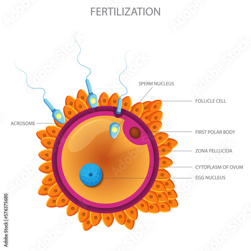 Male sperm fertilize female egg, Fertilization and ovulation concept
