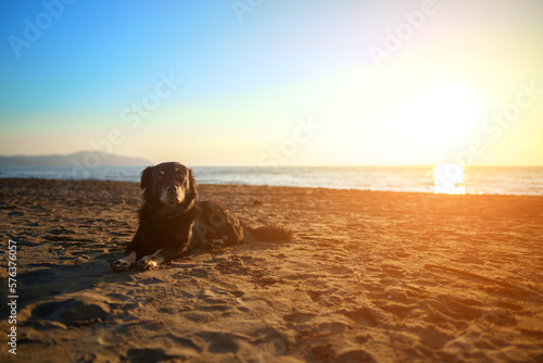 Old dog is resting on the beach at sunset.