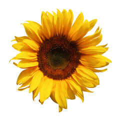 Sunflower flower with transparent background
