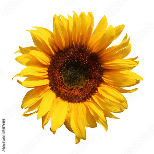 Fotografie, Obraz Sunflower flower with transparent background