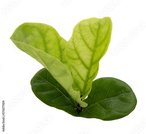 Green ficus lyrate leaves on transparent background png file. photo