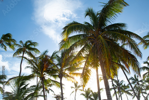 tropische Palmen  blauer Himmel und Sonnenschein