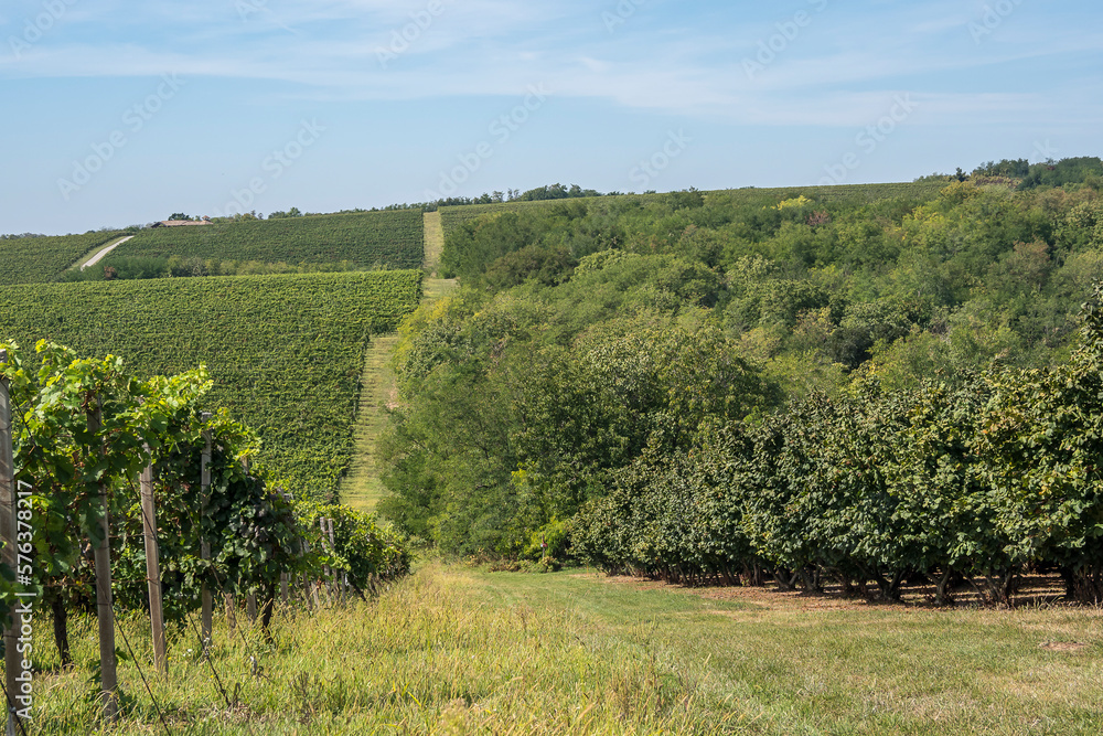 vineyards from Banska Cosa to Baranja