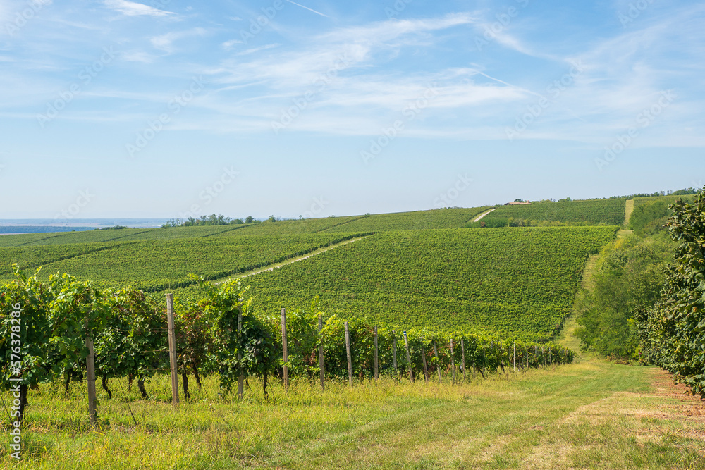 hilly road in the middle of vineyards near Baranja, Croatia