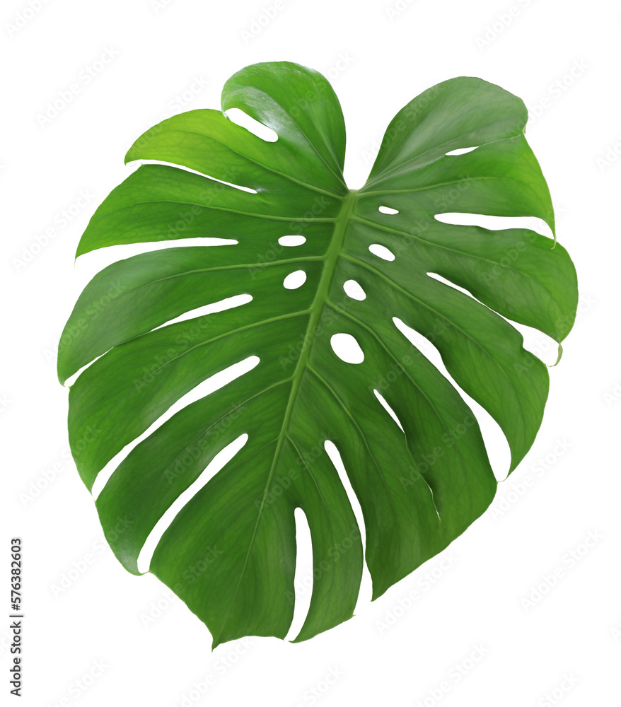 Monstera leaf on transparent background png file. Stock Photo Adobe Stock