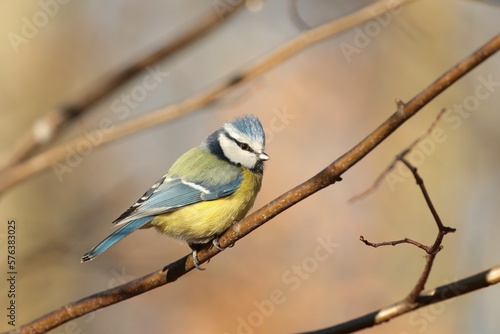 Blue tit - Parus caeruleus on a twig in the morning