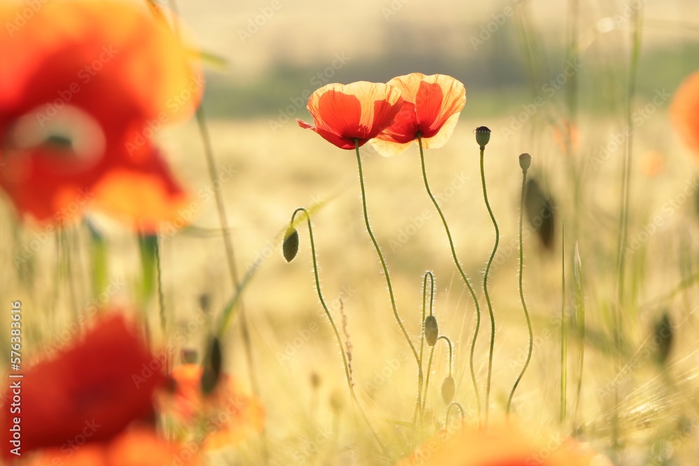 Obraz premium Poppies in the field at sunrise, June, Poland