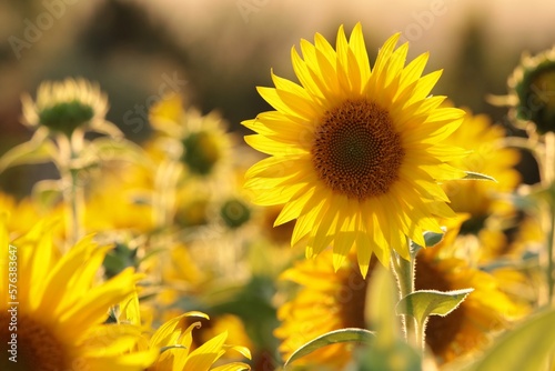 Sunflower - Helianthus annuus at sunset
