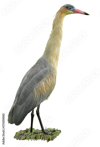 Syrigma Sibilatrix, Whistling Heron on transparent background photo