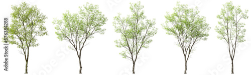 Obraz na płótnie Jungle trees shapes cutout backgrounds 3d rendering png file