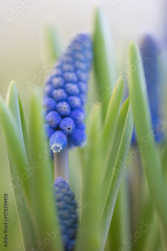 A grape hyacinth  Muscari  beginning to bloom with a moody blurred foreground and background