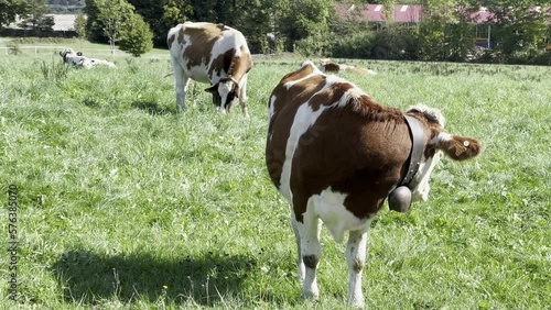 grazing French cows on pasture with bell sound