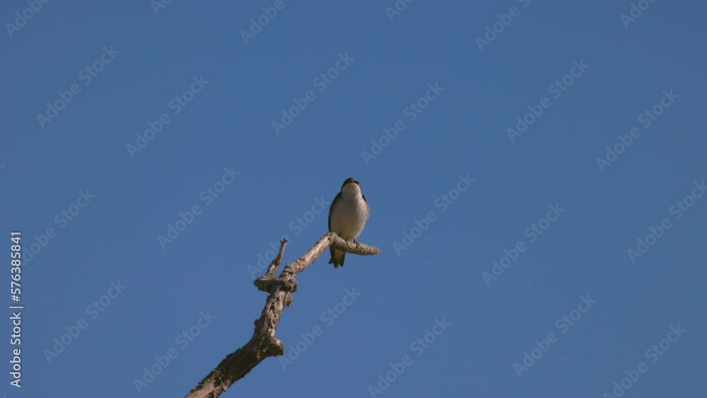 Low Angle View Of Tree Swallow On Branch Against Clear Sky During Sunny Day - Arvada, Colorado Low Angle View Of Tree Swallow On Branch Against Clear Sky During Sunny Day - Arvada, Colorado