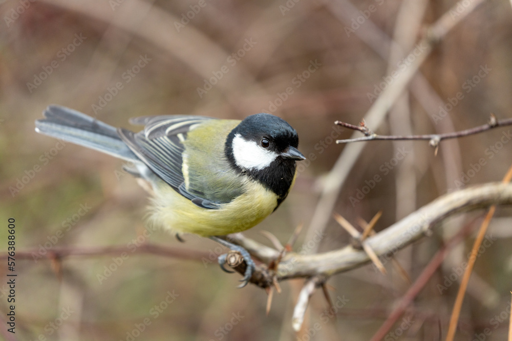 Obraz premium Great Tit (Parus major)