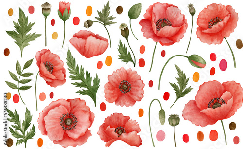 A set of red poppies on a white background