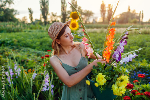 Woman gardener picking gladiolus dahlias in bucket with water. Harvest in summer garden at sunset. Cut flowers business