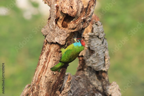  blue-throated barbet photo