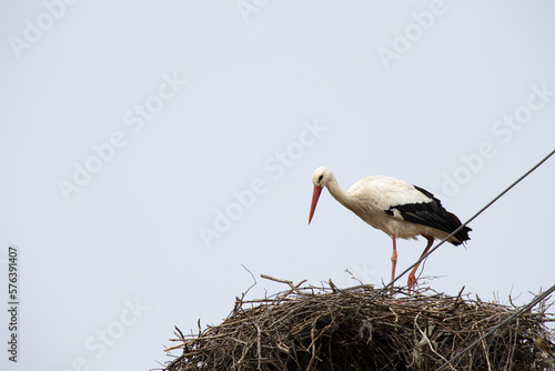 Stork strengthens the nest on a pole